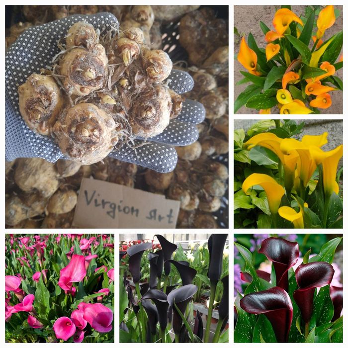 Великі голландські бульби кали розміром 18/20 і 20/22