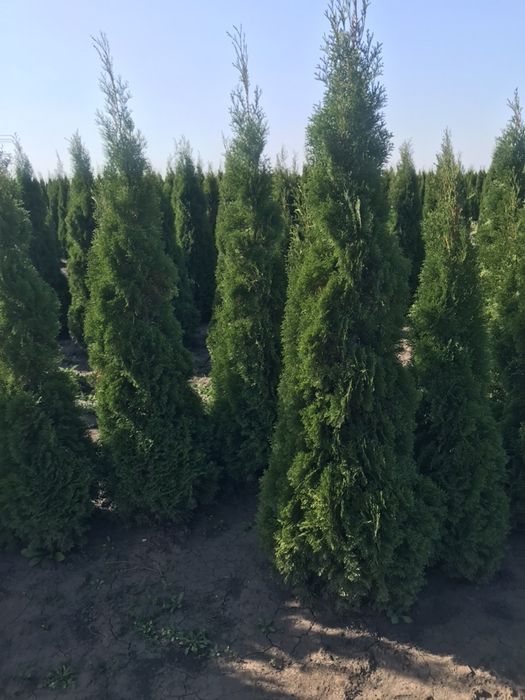 Туя СМАРАГД 1.40-1.50 Супер!