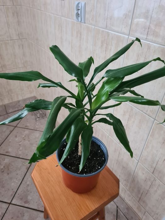 Kwiat domowy dracena