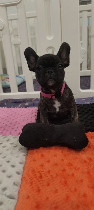 Buldog francuski FCI suczka
