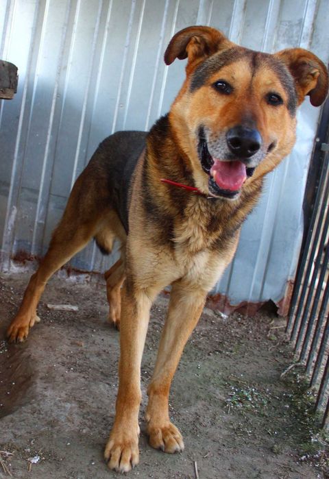 Sergiusz - w typie Owczarek niemiecki; inteligentny i przytulaśny