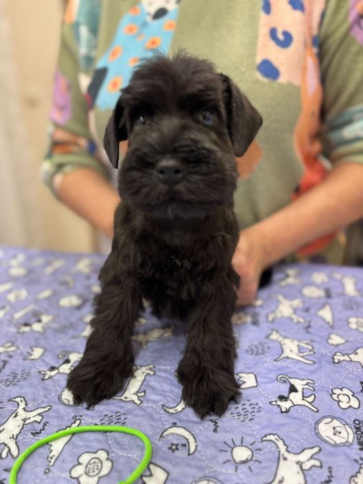 Sznaucer Miniaturowy FCI ZKwP gotowy do odbioru