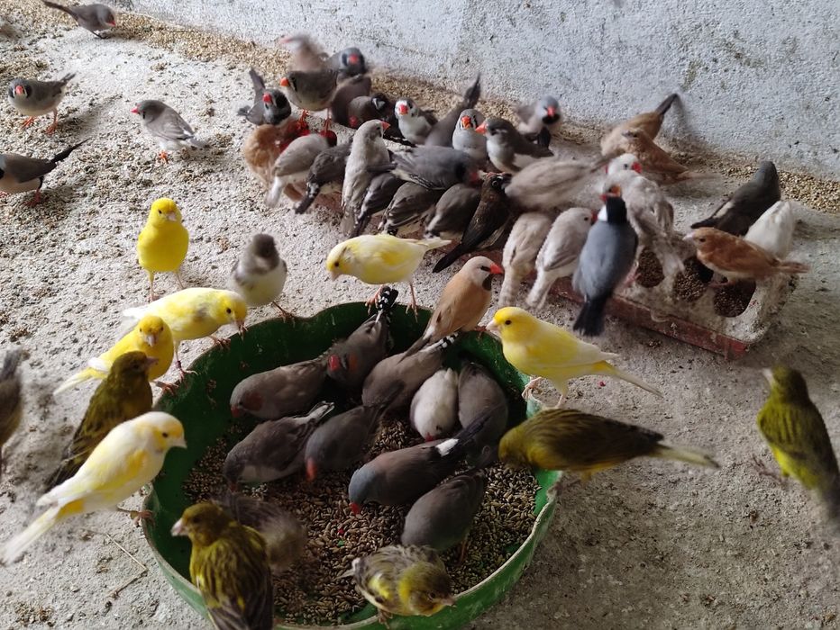 Canarios de varias cores amarelos, verdes, malhados