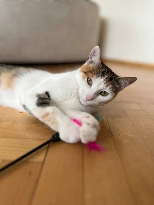 Kotka z bajki - Kania