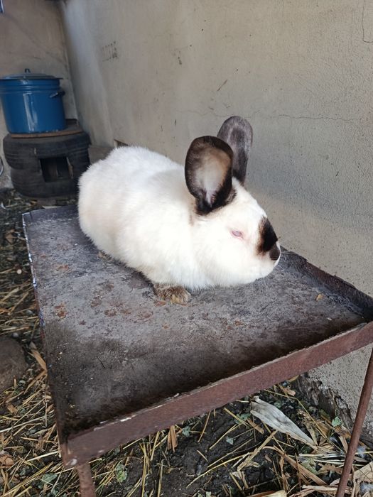 Продажа    кролів