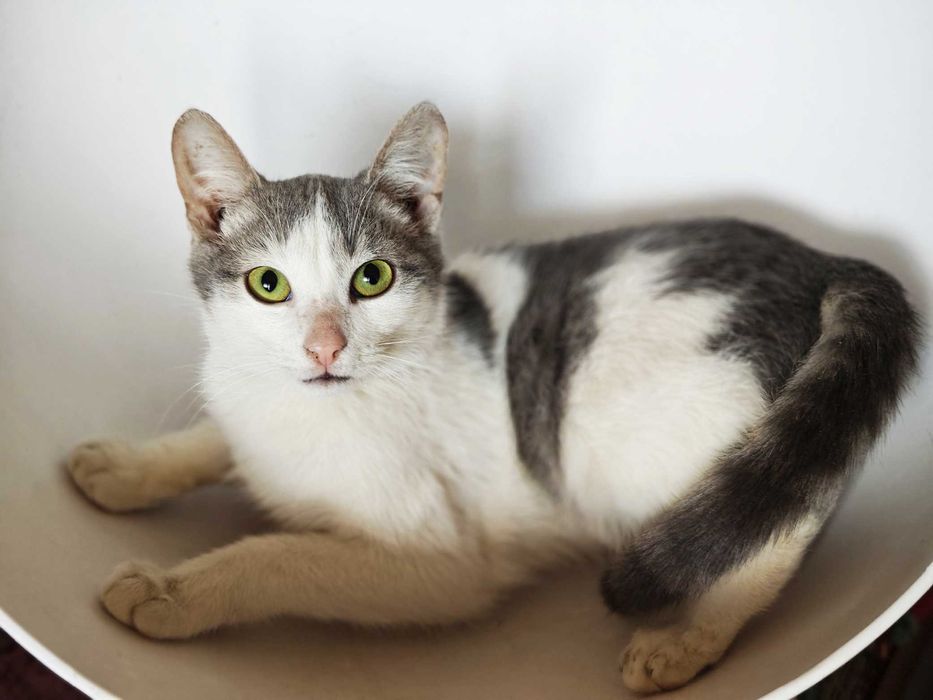 Коти, кошенята. Кото-малятко Тошик дуже хоче в сім’ю, 3 міс