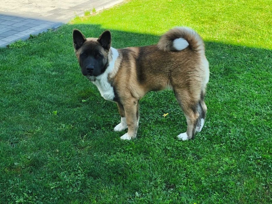 Akita Amerykańska szczeniak