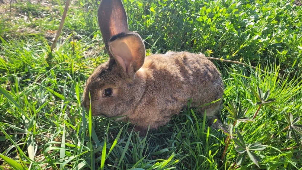 Królik samiec - żywy