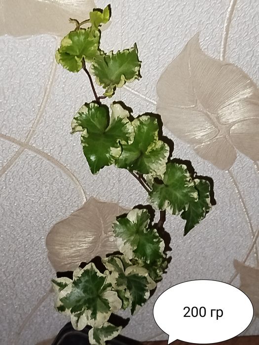 Плющ Балерина, дуже рідкісний сорт.