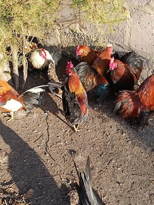 Карликові кохінхіни декоративні курі