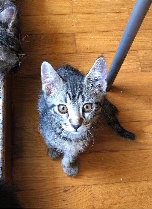 Gatos bebes para adoção responsavel