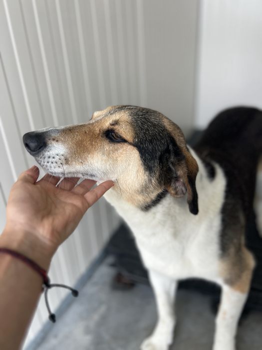 JIMMY - cao porte medio para adocao