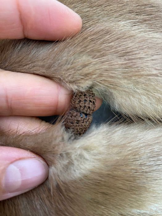 мех норки с лапками