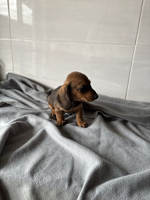 Teckel  miniatura pelo curto