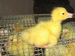 гусяче інкубаційне яйце