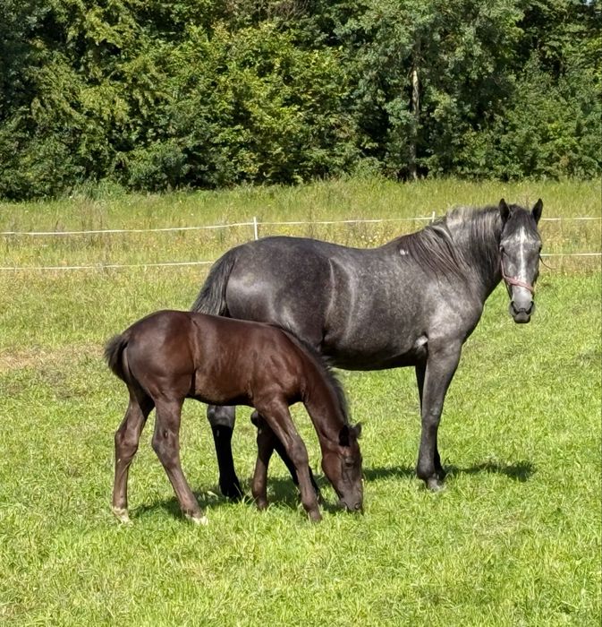 Piekna klacz Śląska