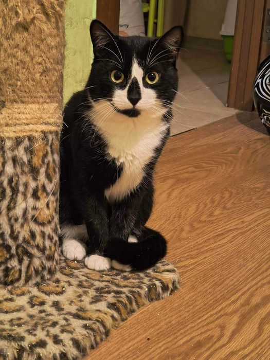 Стерилізована кішечка Мамука, 9 місяців