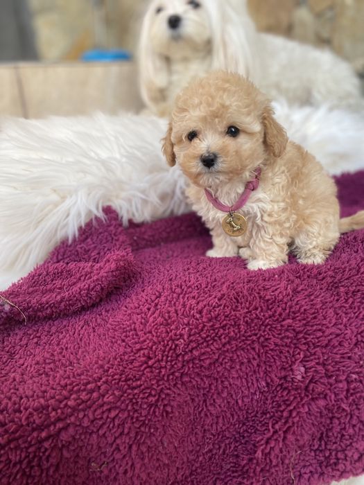 Найкрасивіші мальтипу ф1