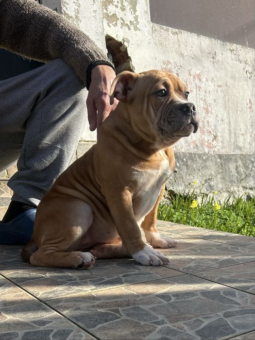 American Bully Pocket