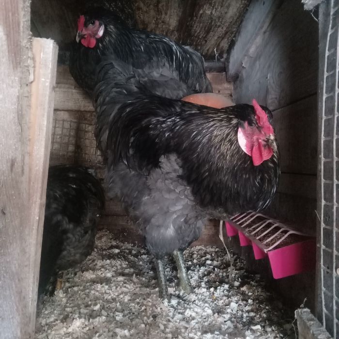 Продам когути кокінхін,орпінгтон