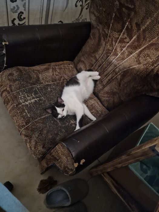 Кошеня, кіт, котики