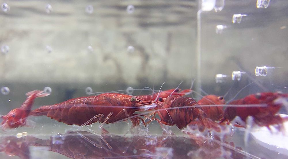 Krewetki Neocaridina Bloody Mary