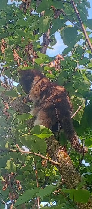 Віддам кицю у добрі руки