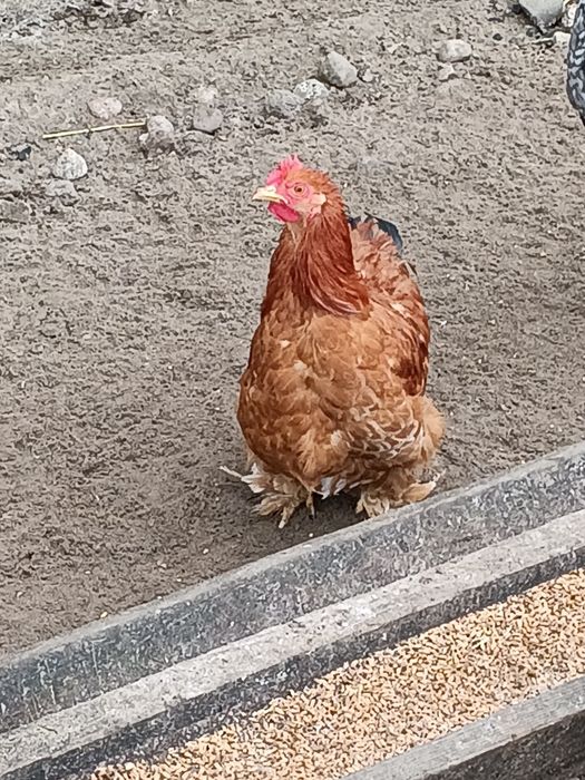 Kochin miniaturka Okazja!!