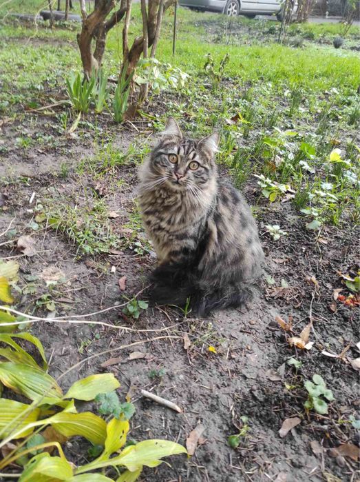 Кошечка ищет дом