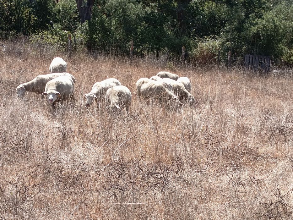 Vende -se pequenos rebanho de ovelhas