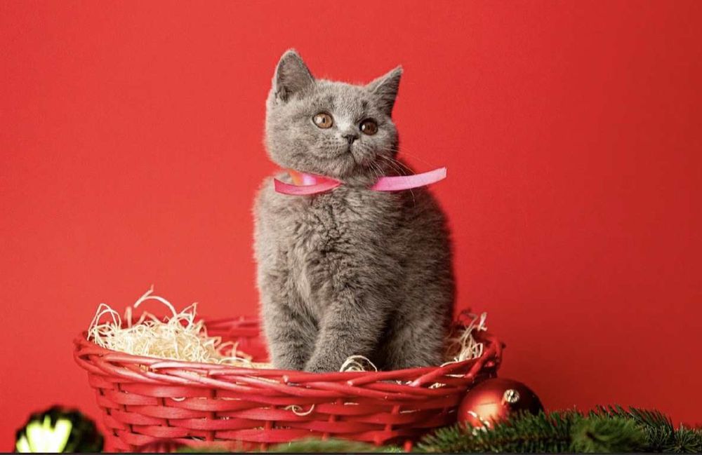 Koty Brytyjskie z rodowodem