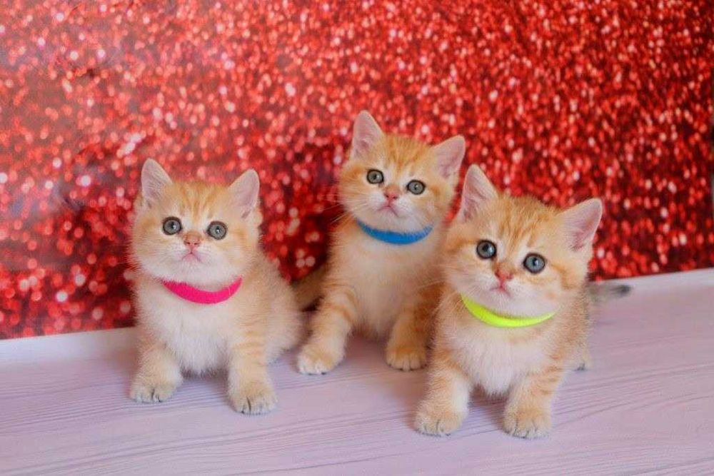 Самые красивые британские плюшевые и пушистые котятки