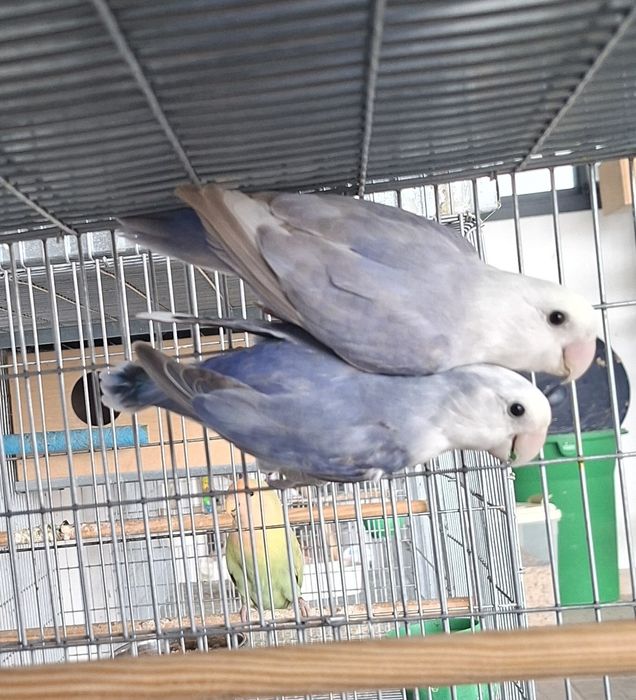 Casal de Agapornis