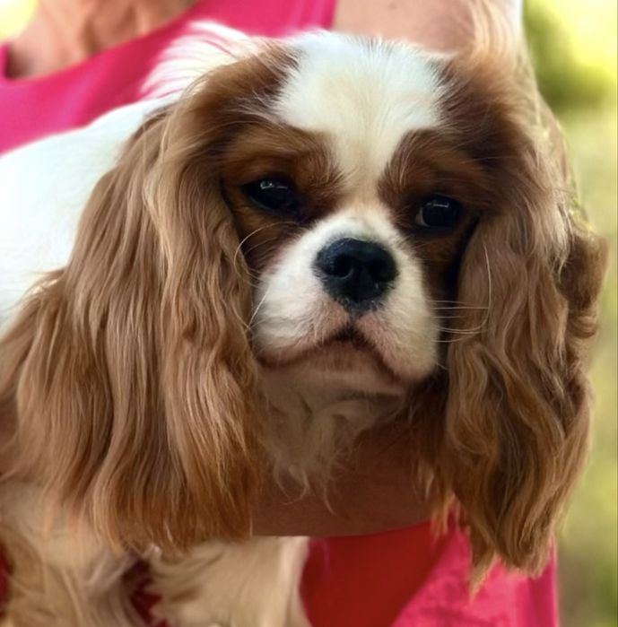 Кавалер Кінг Чарльз спанієль вʼязка