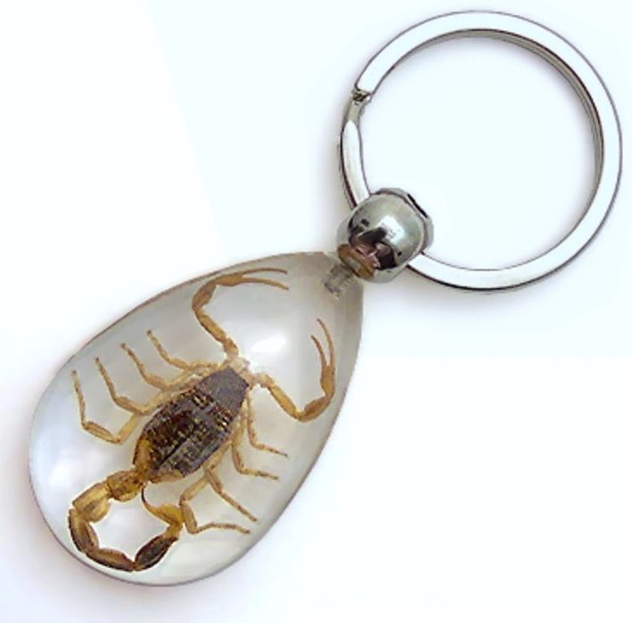 Real Insect Key Chain - Brown Scorpion