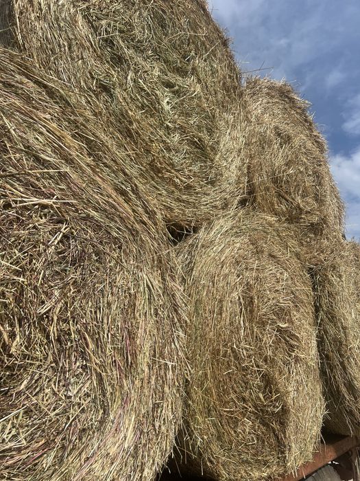 Rolos de palha da campanha passada