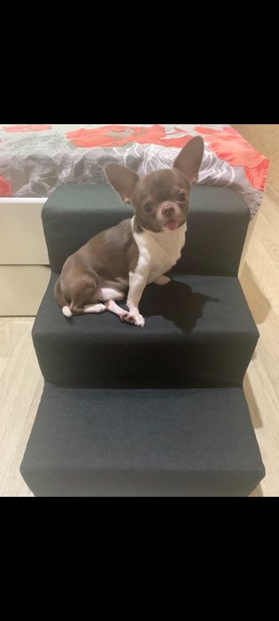 Пандус для собак/ сходинки для песиків