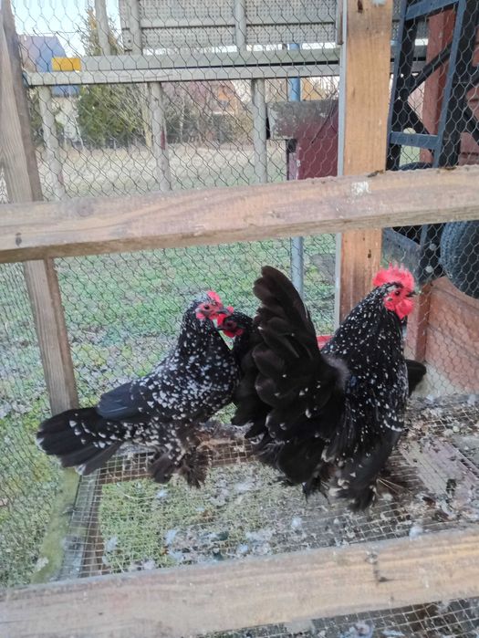 Jaja lęgowe Karxelka