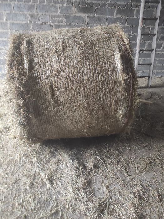 Siano z pierwszego pokosu