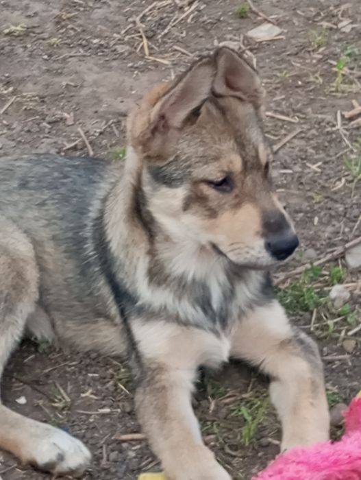 Продам щенков.Хлопець