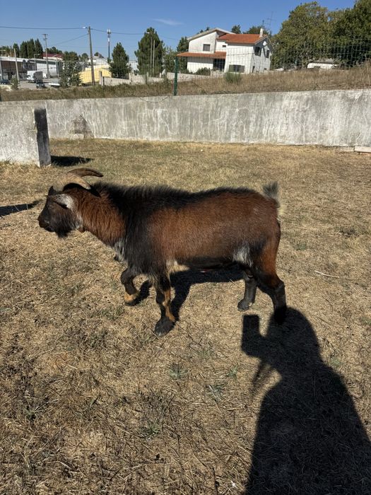 Cabras anãs procuram novo dono