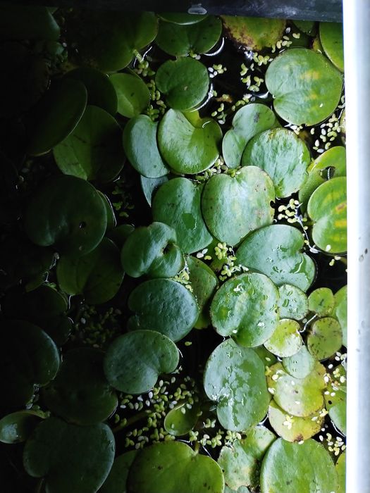 Limnobium gąbczaste, roślina pływająca, pistia