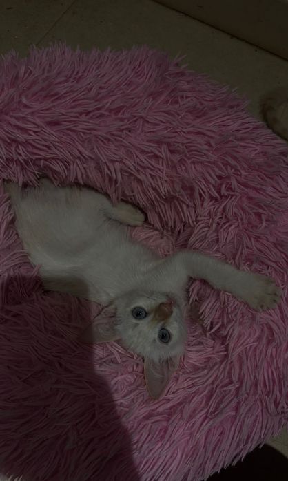 Adoção de gatinhos