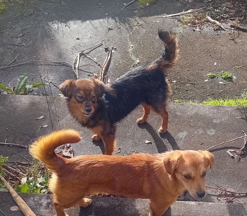 Cães para adopção