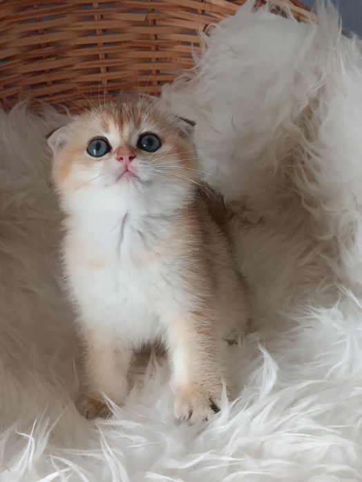 Шикарні кошенятка