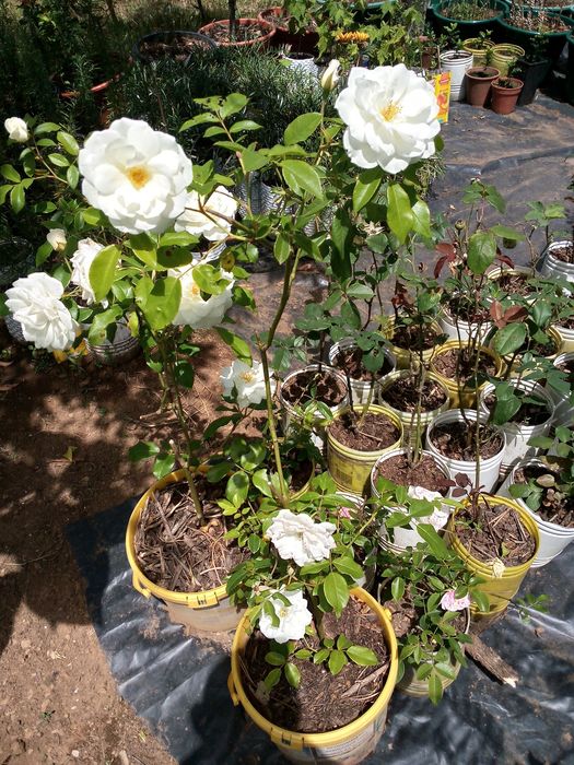 Roseiras! Brancas, amarelas, cor de rosa e vermelhas