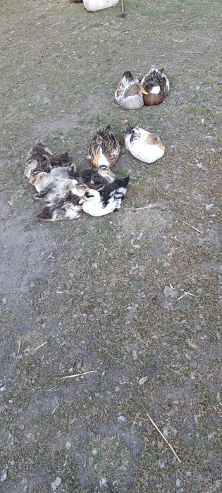 Kaczki Staropolskie młode