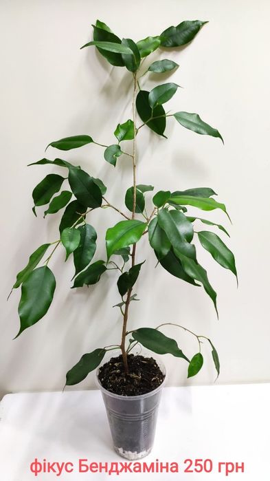 Комнатные декоративнолиственные растения