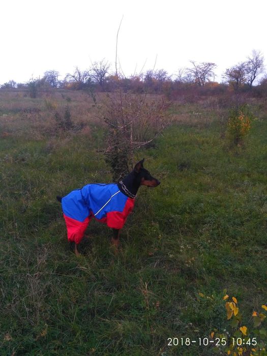 Доберман для вязки