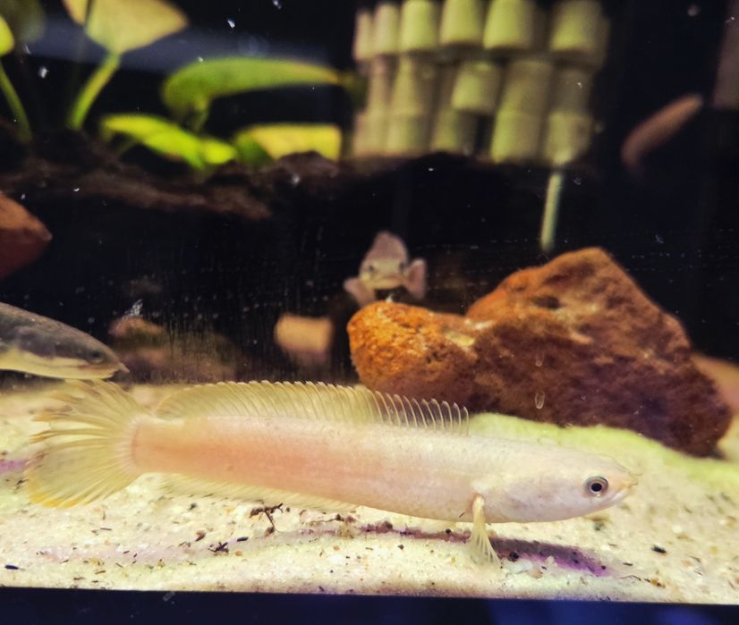 Channa limbata (Wężogłów)